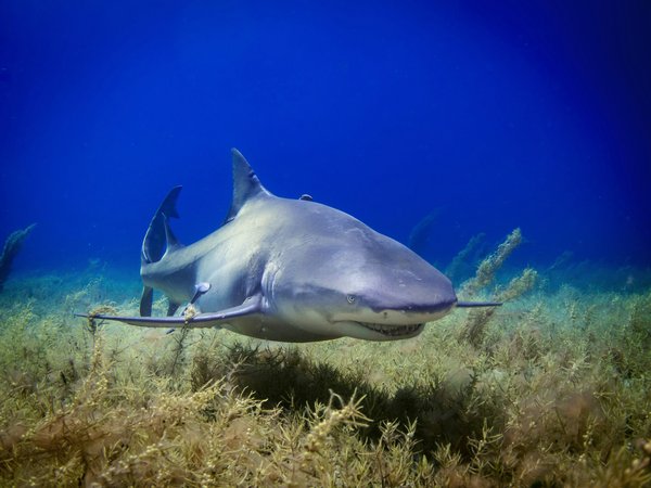 Quels sont les meilleurs spots pour faire de la plongée avec les requins blancs en Afrique du Sud?